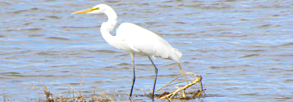 Inland Water Wading BirdsGreat Egret