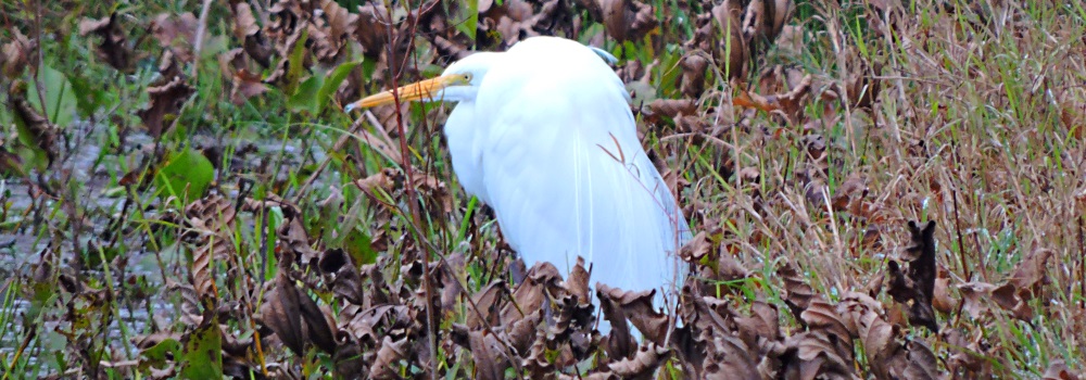 Inland Water Wading BirdsGreat Egret