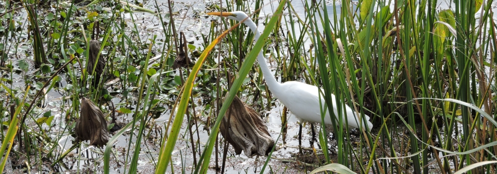 Inland Water Wading BirdsGreat Egret