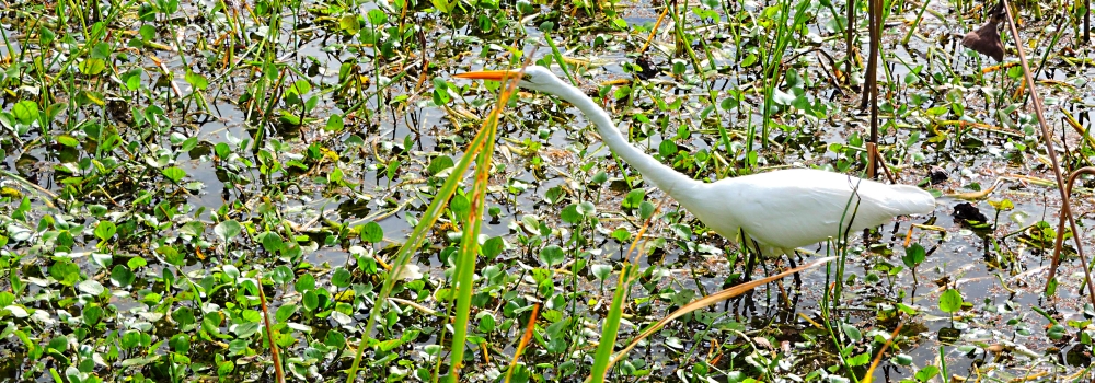 Inland Water Wading BirdsGreat Egret