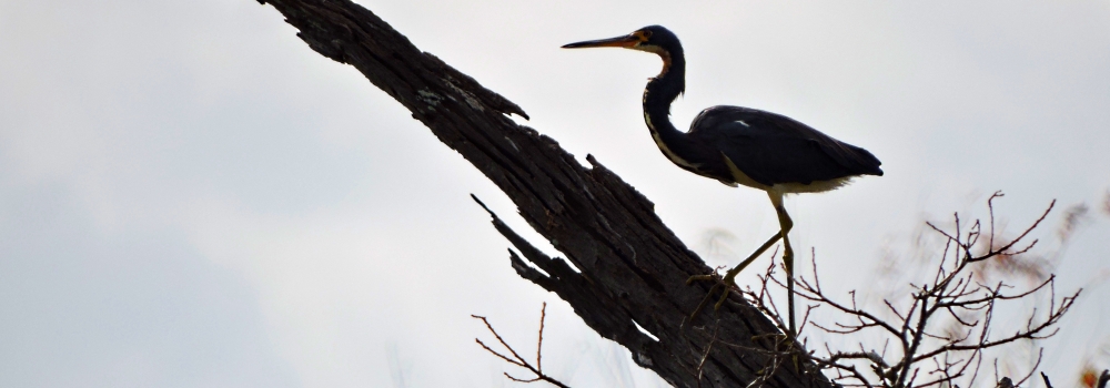 Inland Water Wading BirdsGreat Egret