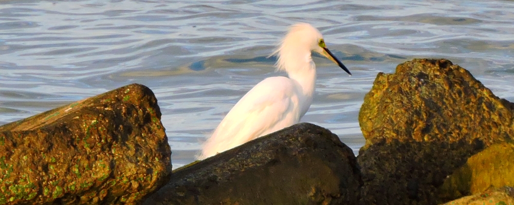 Inland Water Wading BirdsSnowy Egret