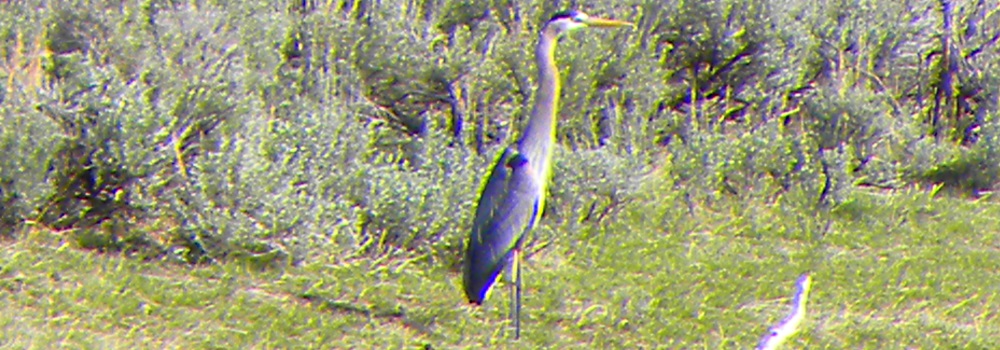 Inland Water Wading BirdsGreat Blue Heron