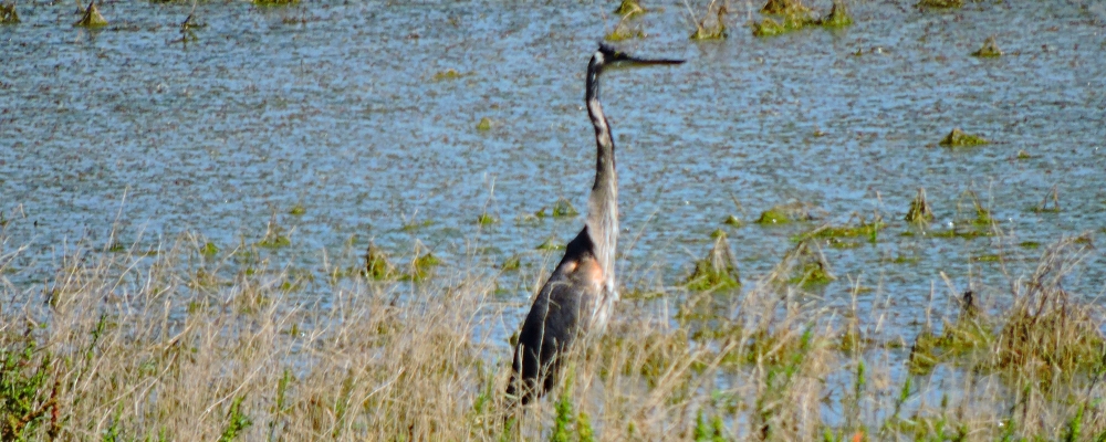 Inland Water Wading BirdsGreat Blue Heron