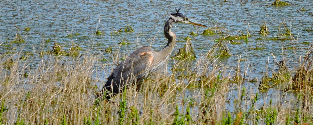 Inland Water Wading BirdsGreat Blue Heron