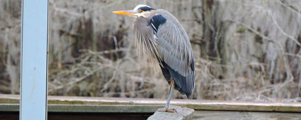 Inland Water Wading BirdsGreat Blue Heron