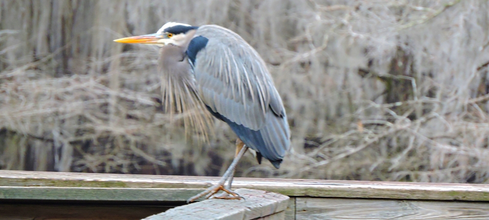 Inland Water Wading BirdsGreat Blue Heron