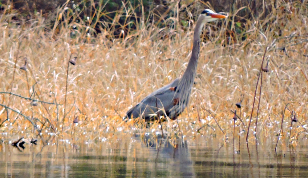 Inland Water Wading BirdsGreat Blue Heron