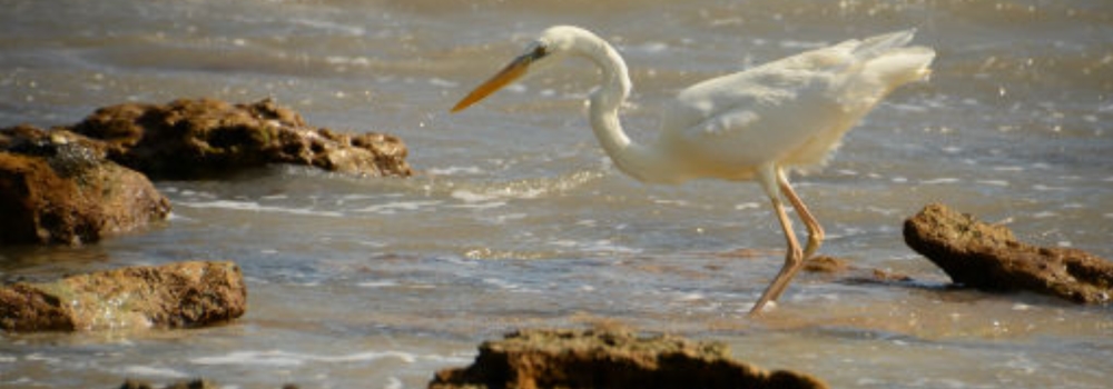 Inland Water Wading BirdsGreat Blue Heron