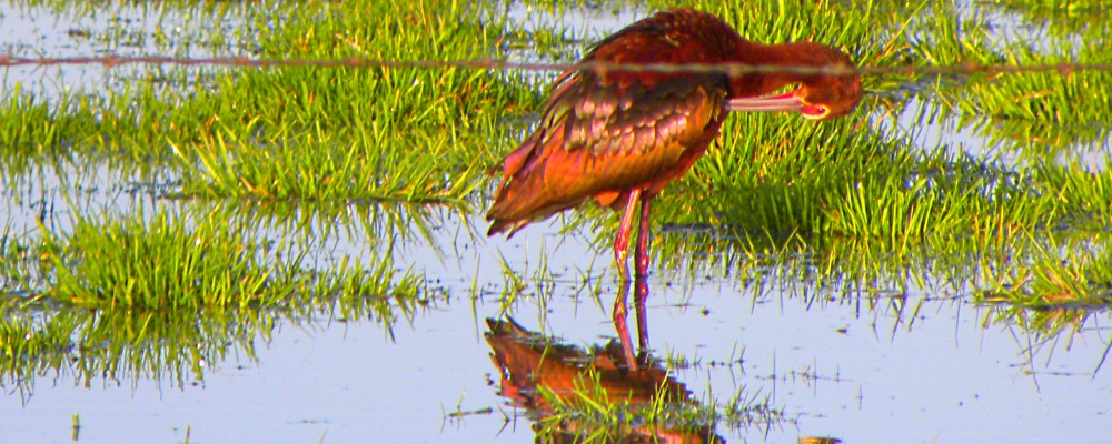 Inland WaterWading BirdsWhite-faced Ibis