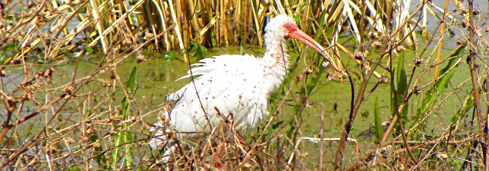 Inland Water Wading BirdsWhite Ibis