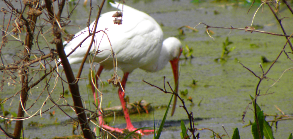 Inland Water Wading BirdsWhite Ibis