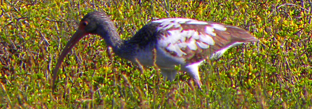 Inland Water Wading BirdsWhite Ibis