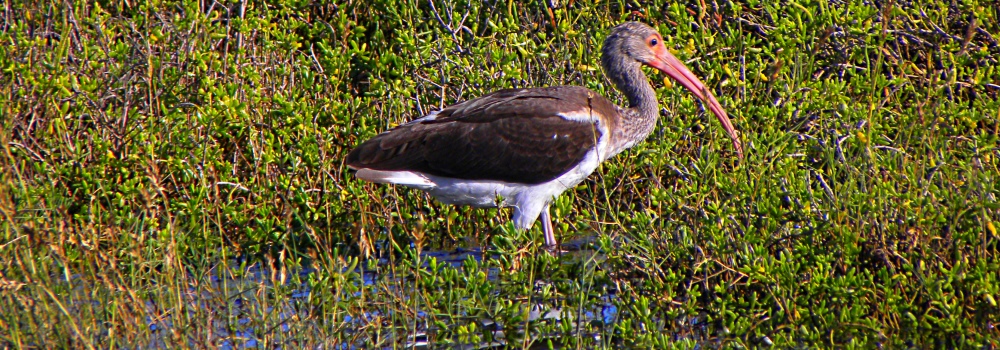 Inland Water Wading BirdsWhite Ibis
