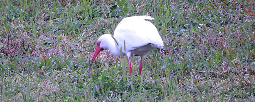 Inland Water Wading BirdsWhite Ibis