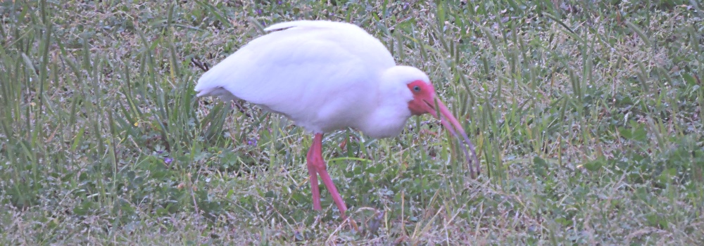 Inland Water Wading BirdsWhite Ibis