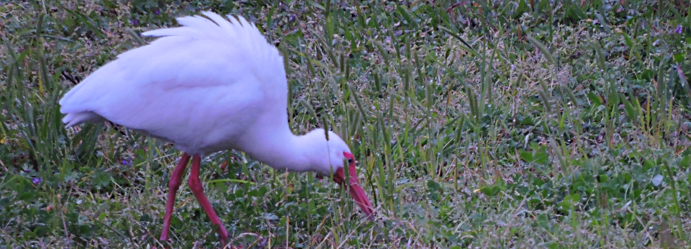 Inland Water Wading BirdsWhite Ibis
