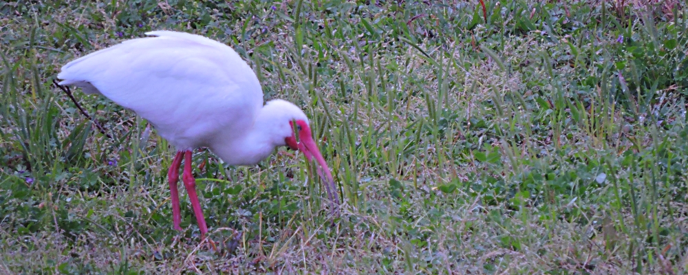 Inland Water Wading BirdsWhite Ibis