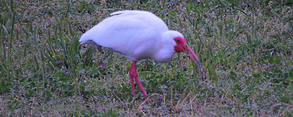 Inland Water Wading BirdsWhite Ibis