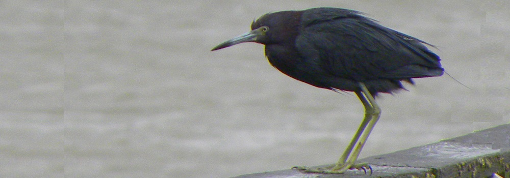 Inland Water Wading BirdsBlack-crowned Night Heron