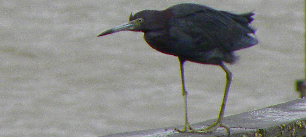 Inland Water Wading BirdsBlack-crowned Night Heron