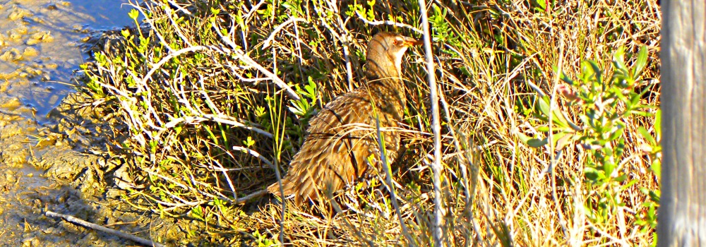 Inland Water Wading BirdsClapper Rail