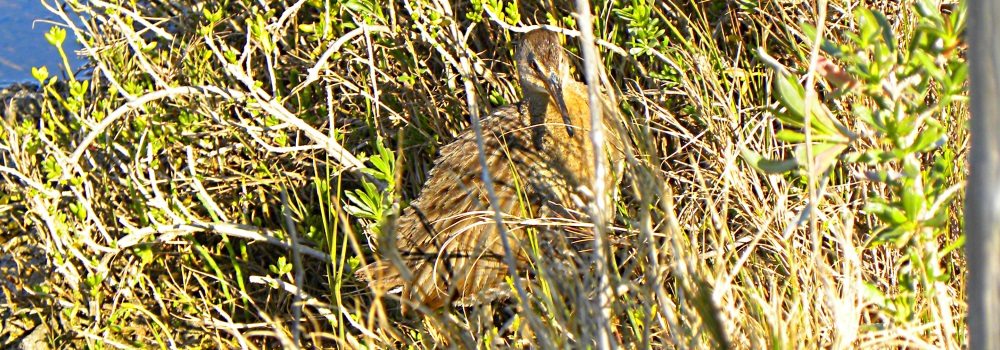 Inland Water Wading BirdsClapper Rail