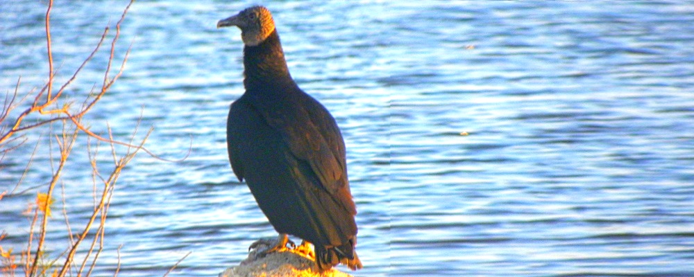 Land Based Aerialist BirdsBlack Vulture