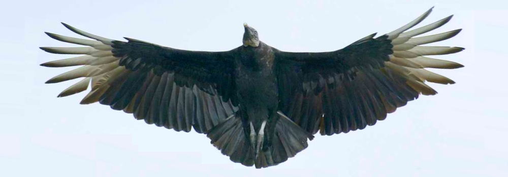 Land Birds, AerialistThe Black Vulture