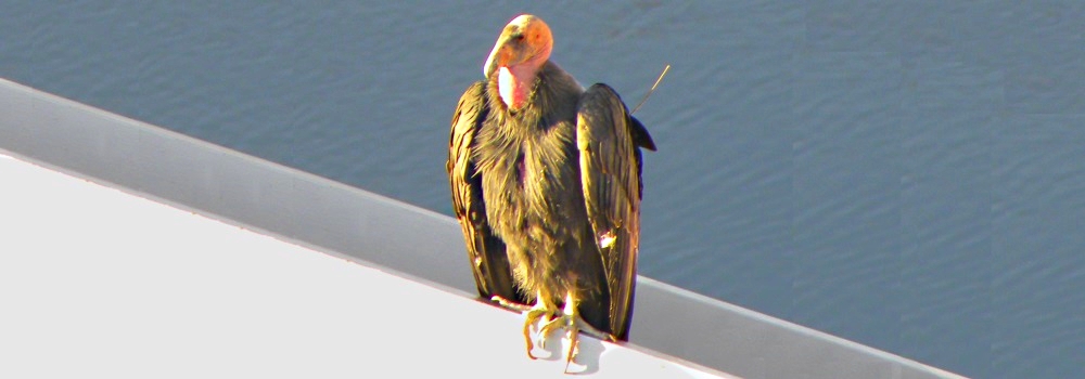 Land Birds, AerialistCalifornia Condor