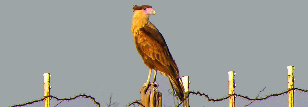 AerialistsNorthern Crested Caracara
