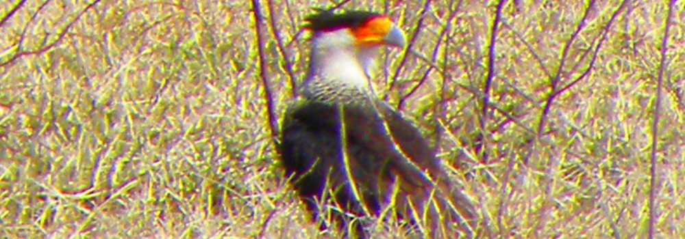 Land Based Aerialist BirdsNorthern Crested Caracara