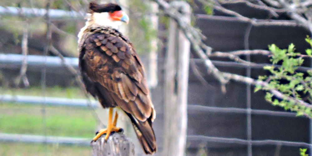 AerialistsNorthern Crested Caracara