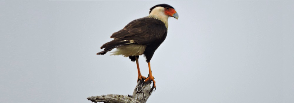 AerialistsNorthern Crested Caracara