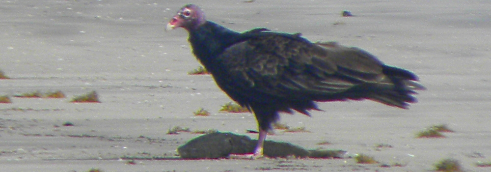 Land Birds, AerialistTurkey Vulture