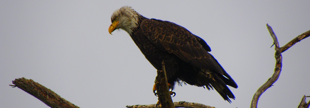 Another Eagle Landsright behind my Home
