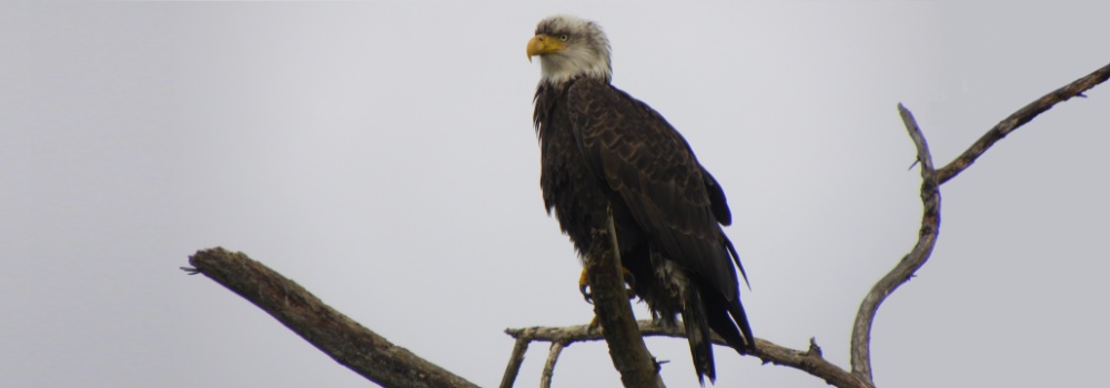Another Eagle Landsright behind my Home