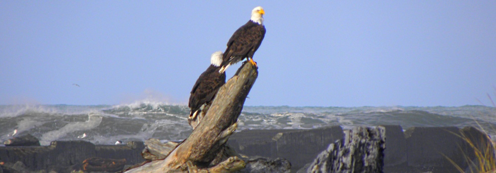 Two Eagles near theCoquille River Light
