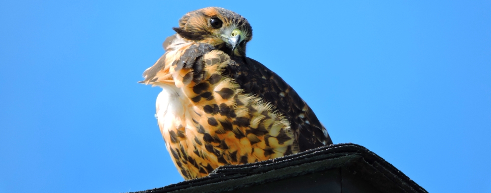 Land Based Aerialist BirdsSwainson&prime;s Hawk