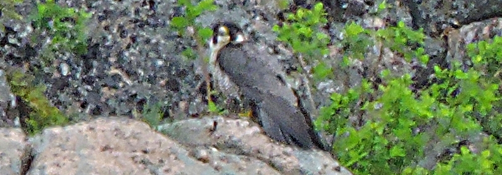 AerialistsThe Peregrine Falcon
