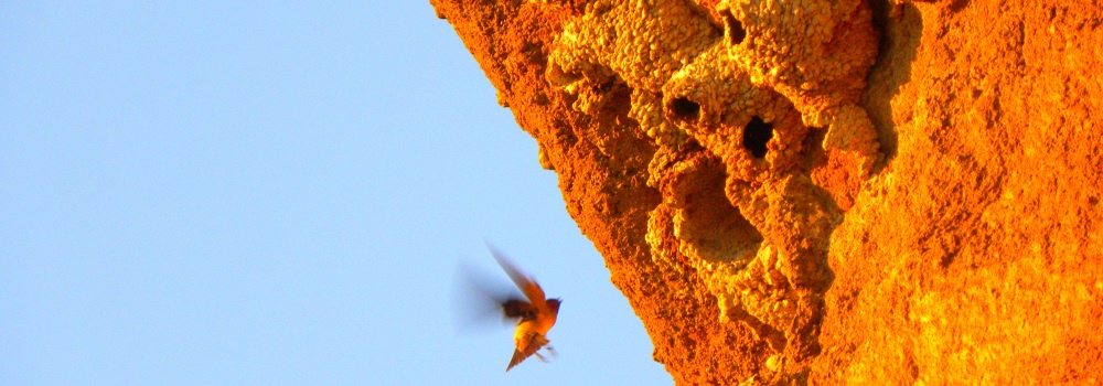 Land Based Aerialist BirdsCliff Swallow