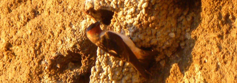 Land Based Aerialist BirdsCliff Swallow