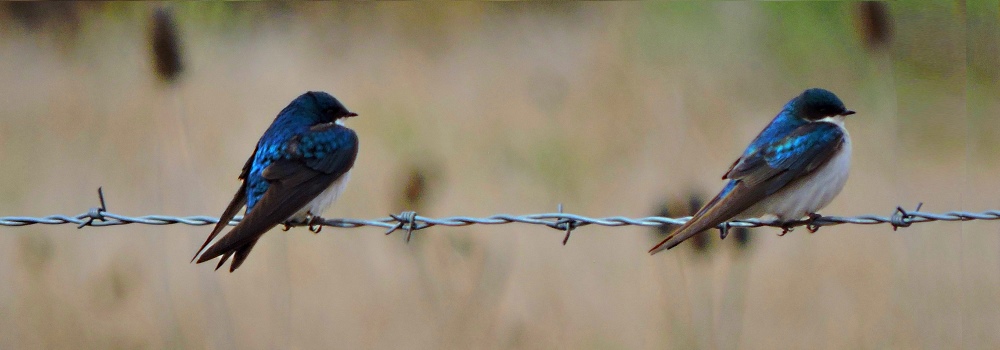 Tree Swallow atClyde Holiday State Park Campground