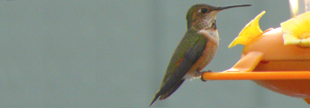 AerialistsThe Rufous Hummingbird
