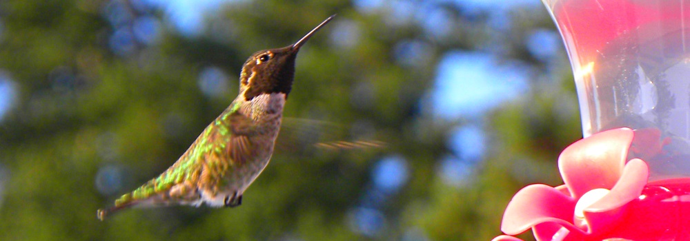 AerialistsThe Rufous Hummingbird