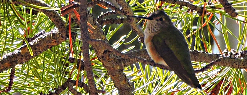 AerialistsThe Rufous Hummingbird