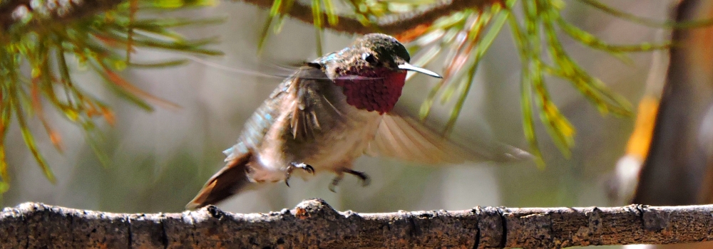 AerialistsThe Rufous Hummingbird