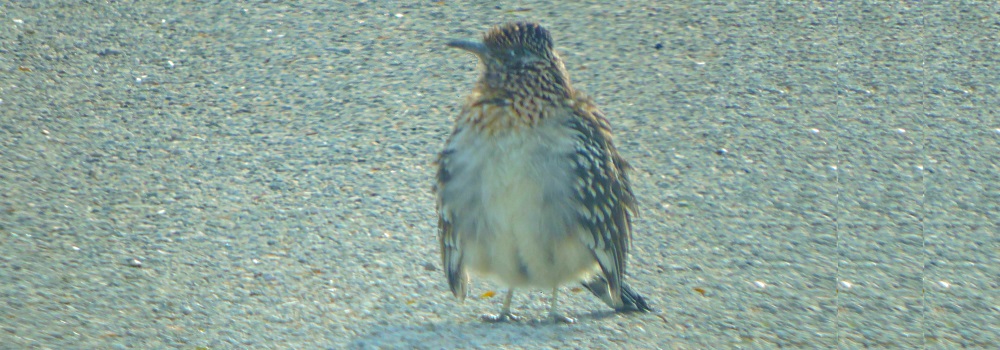 Ground Walkers2018 Journey, Greater Roadrunner