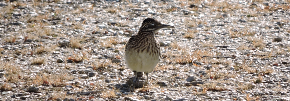 Ground WalkersThe Greater Roadrunner