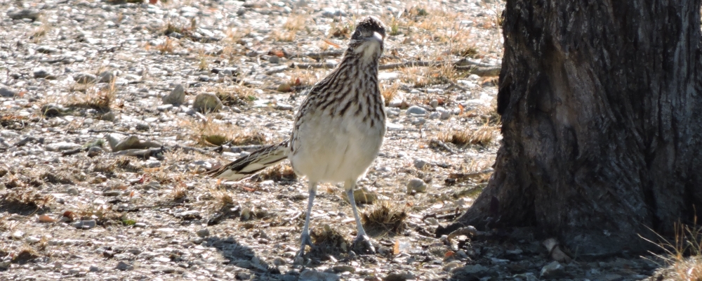 Ground WalkersThe Greater Roadrunner